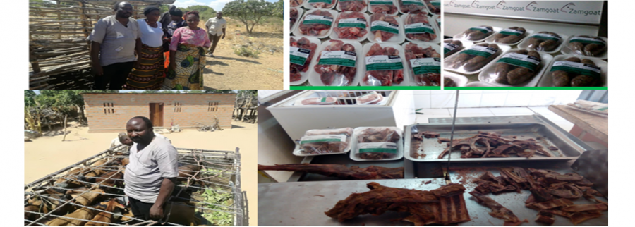 Cover image of Zamgoat, Agroindustria venture on VC4A