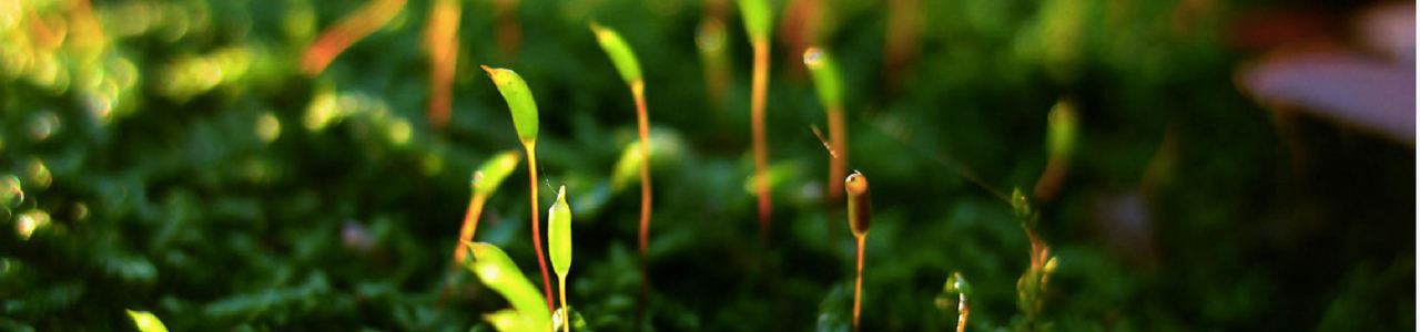 African Green Revolution Forum (AGRF)