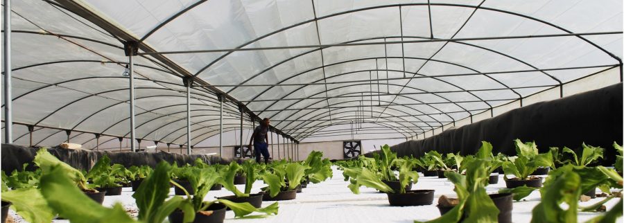Cover image of Plug'n'Grow, Agrichemicals venture on VC4A