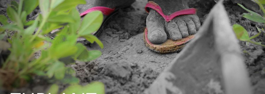 Cover image of Tuplant, Agritech venture on VC4A