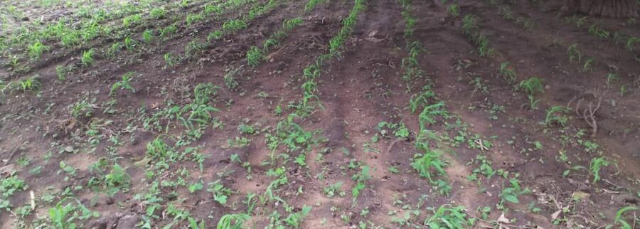 Cover image of AGRITRANSCOM SARL, Agribusiness venture on VC4A
