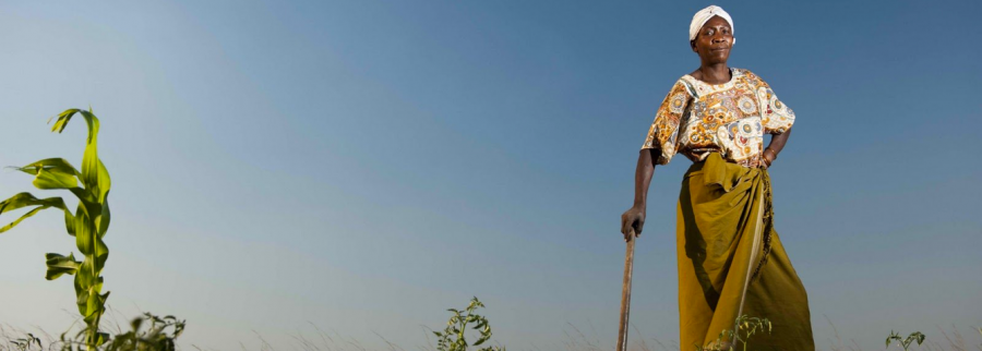Cover image of Kepya, Agribusiness venture on VC4A