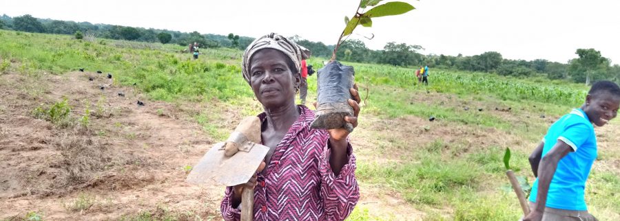 Cover image of Green Gold Social Enterprise Ltd., Agribusiness venture on VC4A