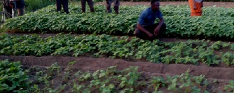Cover image of Ngwala Inventions Limited, Agribusiness venture on VC4A