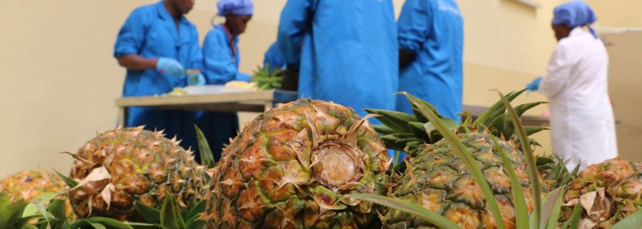Cover image of Goshen Farm Exporters Limited, Agribusiness venture on VC4A