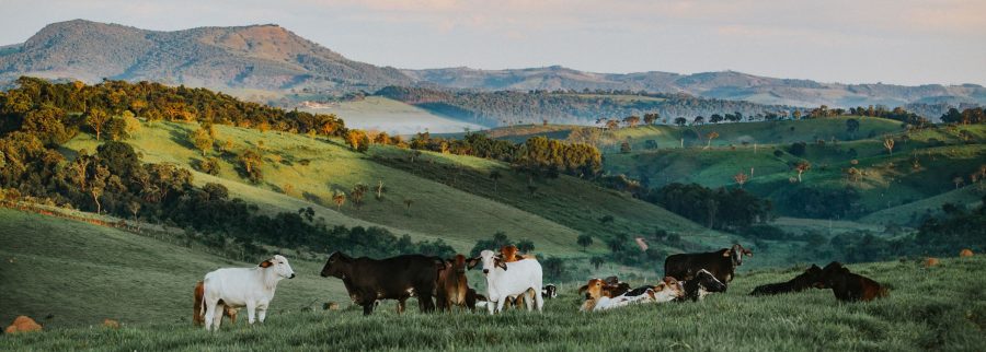 Cover image of GardenVille, Animal farming venture on VC4A