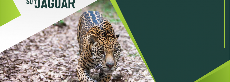 Cover image of Inciativa Soy Jaguar / Thikvah.ORG, Agribusiness venture on VC4A