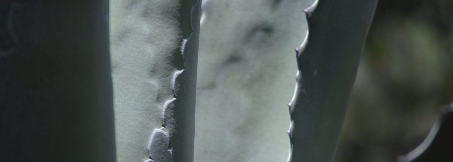 Cover image of Gavé Agro SPR de RL de CV, Agritech venture on VC4A