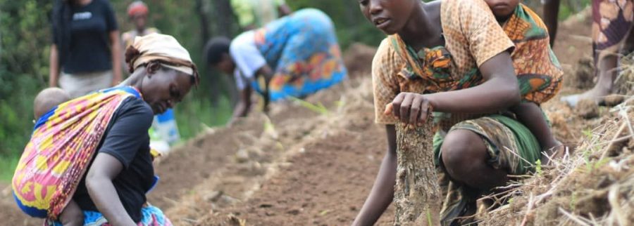 Cover image of Sustainable Farming Solutions Malawi, Agribusiness venture on VC4A