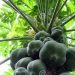 Venture Profile Bullale Organic Farming image of Images