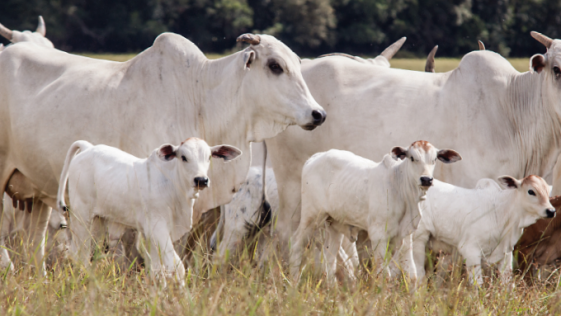 Cover image of Capas, Agribusiness venture on VC4A