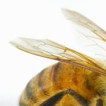 Logo of Apis honey solutions, Animal farming venture on VC4A