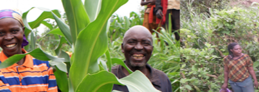Cover image of Amba Farmers Voice, Animal farming venture on VC4A