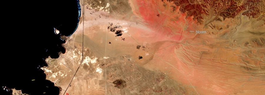 Cover image of VitrinaNorte.cl, Arts venture on VC4A