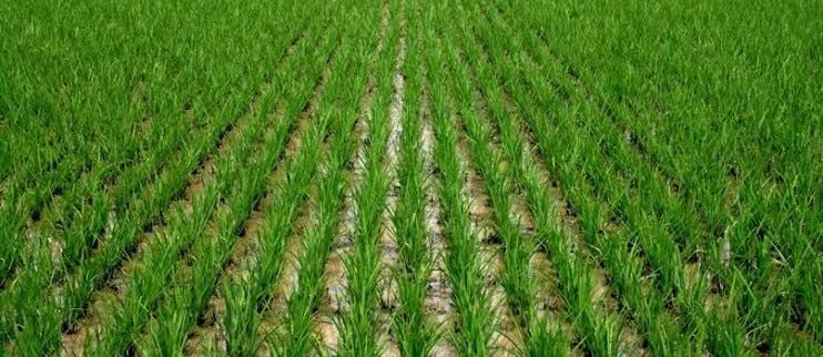 Cover image of Khadija Farms, Agroindustria venture on VC4A