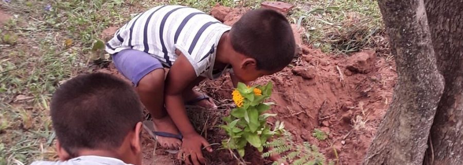 Cover image of Chakra Nativa Foods & Plants, Agritech venture on VC4A