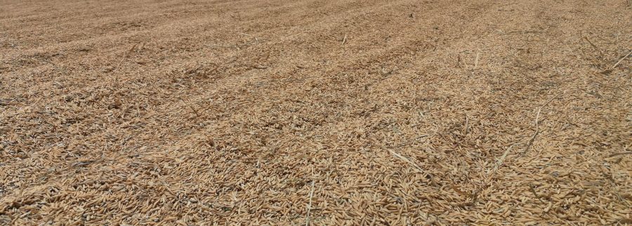 Cover image of Wetu Commodities Limited, Agribusiness venture on VC4A