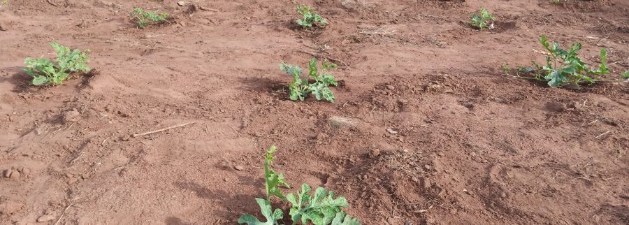 Cover image of Shalom ADL Impact, Agribusiness venture on VC4A