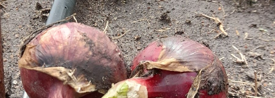 Cover image of Onion doctor, Agribusiness venture on VC4A