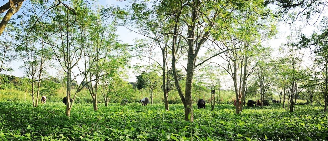 Green Superstar Impact SMEs Competition 2021