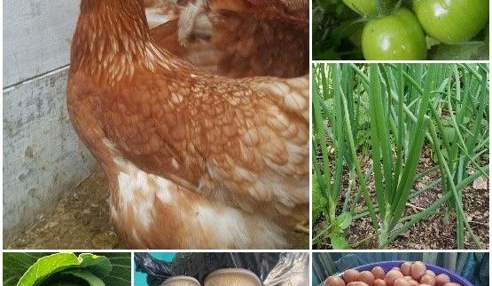 Cover image of Agropecuaria LA REAL, Animal farming venture on VC4A