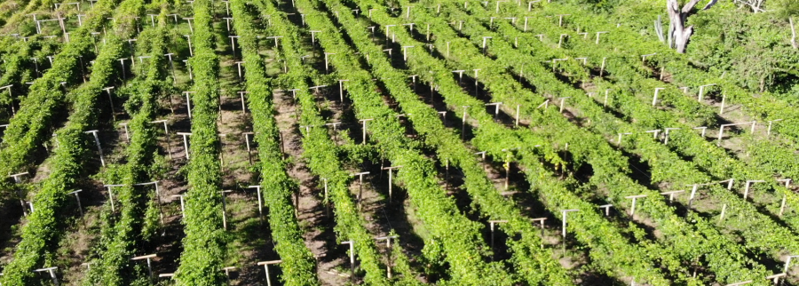 Cover image of SiembraCo, Agritech venture on VC4A