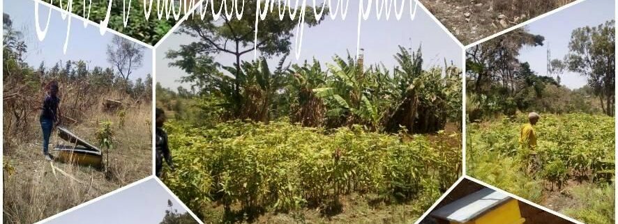 Cover image of Horticulture, Ecotourism and Beekeeping., Agribusiness venture on VC4A