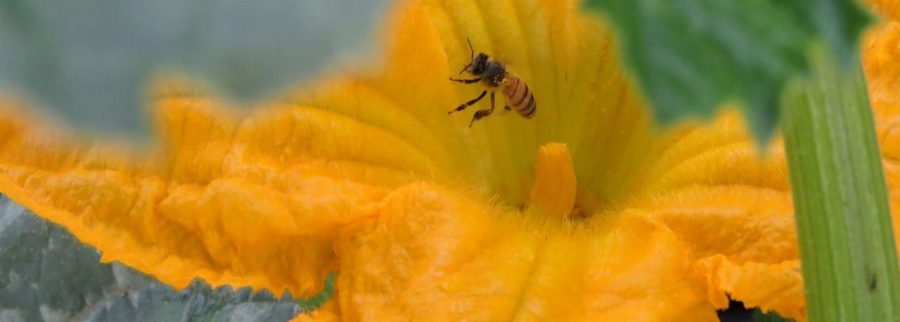 Cover image of Latgrow - Vitae: Restorative Agriculture, Agribusiness venture on VC4A