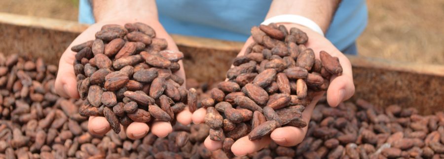 Cover image of Nahua Cacao & Chocolate, Crop farming venture on VC4A