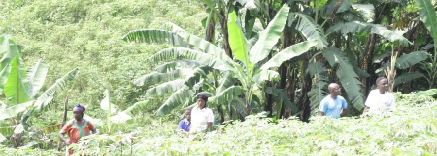 Cover image of Afroagripreneurs Network, Agribusiness venture on VC4A