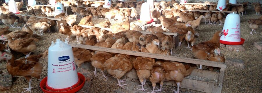 Cover image of Kipabuba-Africa Ecologic FARM, Agribusiness venture on VC4A