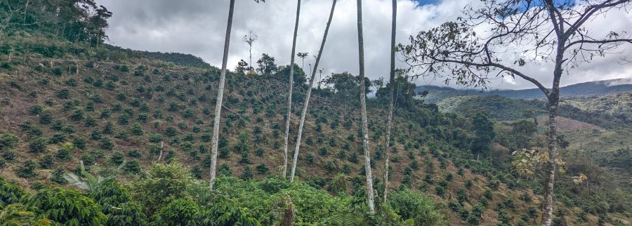 Cover image of ATOQcoffee, Crop farming venture on VC4A