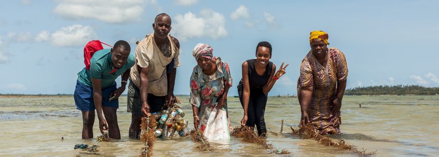 Cover image of Healthy Seaweed CO. Limited (™Seaweed Cafe), Agribusiness venture on VC4A