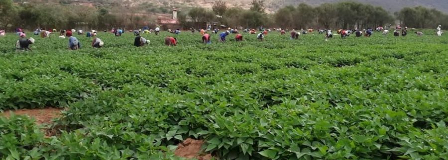 Cover image of Avia fresh Limited, Agribusiness venture on VC4A