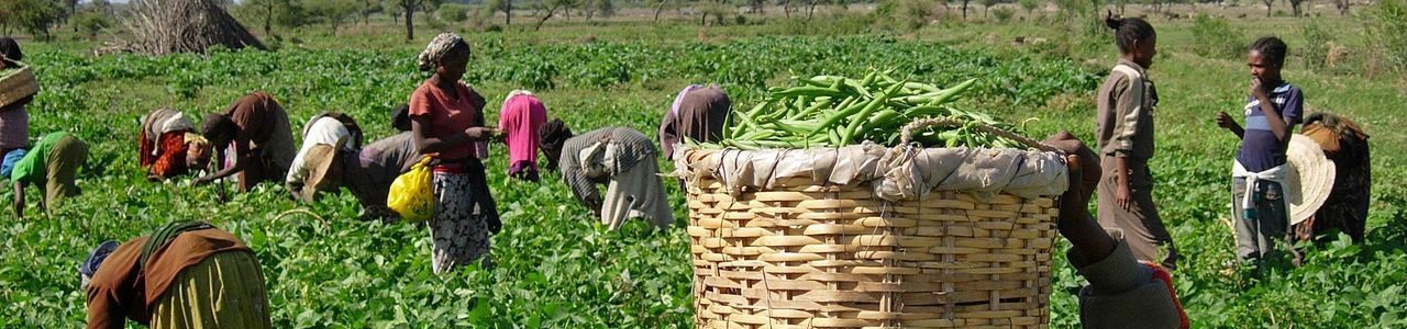 Global Alliance for Improved Nutrition