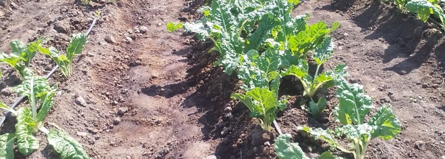 Cover image of Lulama farming, Accounting services venture on VC4A