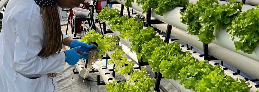 Cover image of Lema Agriventures Pty Ltd, Agribusiness venture on VC4A