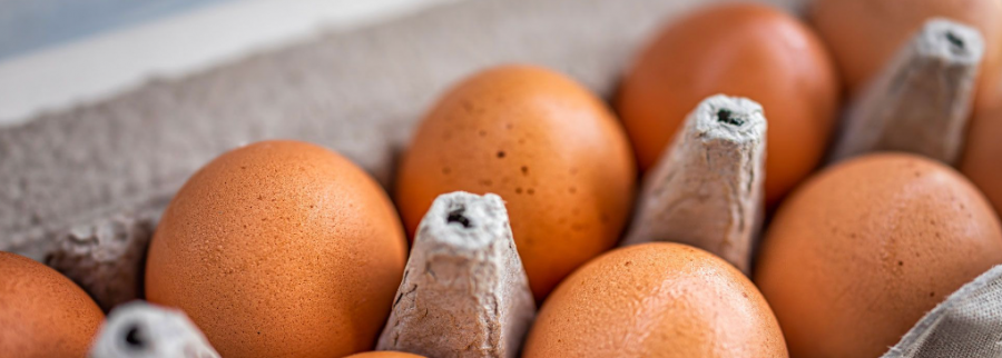 Cover image of Hatchplus, Animal farming venture on VC4A