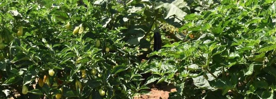 Cover image of Avi Trené Food, Agribusiness venture on VC4A