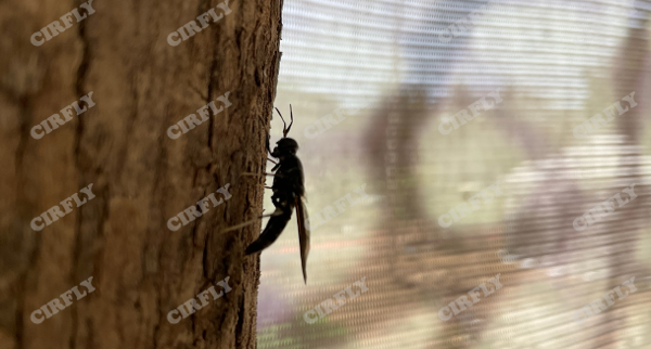 Cover image of Cirfly SAS, Agribusiness venture on VC4A