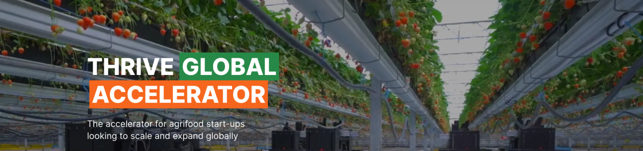 THRIVE Global Accelerator Program 2023