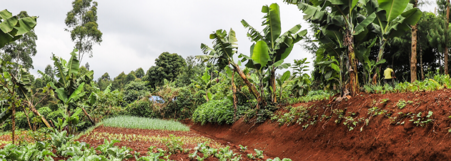 Cover image of Farm to Feed, Agroindustria venture on VC4A