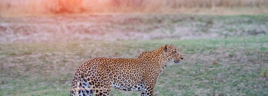 Cover image of Paws and Pixels Photography Safari Lodge, Photography venture on VC4A