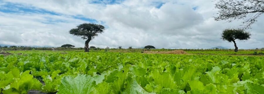 Cover image of LIMA Africa, Agribusiness venture on VC4A
