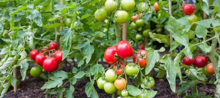 Cover image of Prolific innovations limited, Agribusiness venture on VC4A
