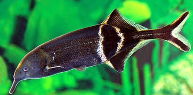 Cover image of Nature Nurture Ltd, Fish farming venture on VC4A