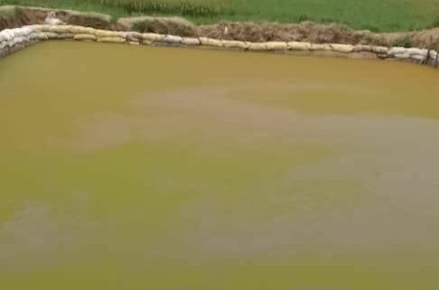 Cover image of RISE and SHINE Agribusiness Company (Rab-Co), Fish farming venture on VC4A