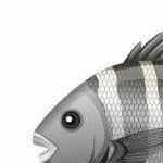 Logo of RISE and SHINE Agribusiness Company (Rab-Co), Fish farming venture on VC4A