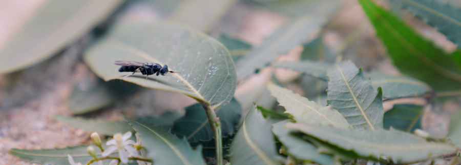 Cover image of NeoFarm, Agribusiness venture on VC4A