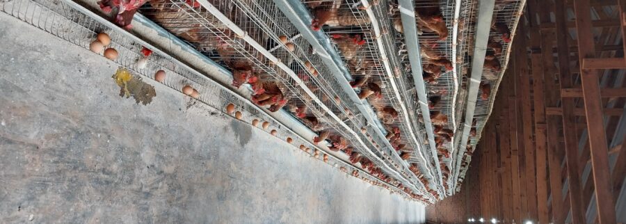 Cover image of GTFG Holdings Limited, Agribusiness venture on VC4A
